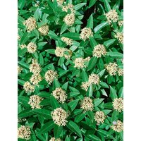 Kategorie <b>Blütensträucher und Ziergehölze </b> - Skimmia japonica 'White Globe' 30-40 cm