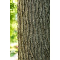 Kategorie <b>Produkt nicht gewünscht </b> - Sophora japonica 80-100 cm