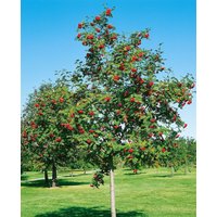 Kategorie <b>Wildbäume u. Wildsträucher </b> - Sorbus aria 125-150 cm