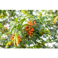 Wildbäume u. Wildsträucher - Sorbus aucuparia 'Fastigiata' 125-150 cm