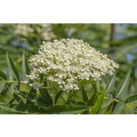 Kategorie <b>Wildbäume u. Wildsträucher </b> - Sorbus 'Burka' 60-100 cm