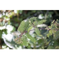 Kategorie <b>Wildbäume u. Wildsträucher </b> - Sorbus koehneana 60-80 cm
