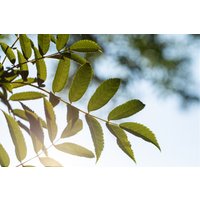 Kategorie <b>Wildbäume u. Wildsträucher </b> - Sorbus serotina 150-200 cm