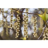 Kategorie <b>Blütensträucher und Ziergehölze </b> - Stachyurus praecox 100-125 cm