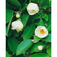 Kategorie <b>Produkt nicht gewünscht </b> - Stewartia pseudocamellia 40-60 cm
