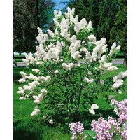 Blütensträucher und Ziergehölze - Syringa vulgaris 'Alba' 125-150 cm