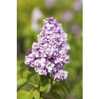 Kategorie <b>Blütensträucher und Ziergehölze </b> - Syringa vulgaris 'Belle de Nancy' 125-150 cm