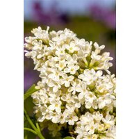 Kategorie <b>Blütensträucher und Ziergehölze </b> - Syringa vulgaris 'Primrose' 60-100 cm