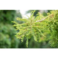 Nadelbäume u. Koniferen - Taxodium distichum 'Secrest' 80 cm Stammhöhe