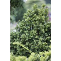 Kategorie <b>Nadelbäume u. Koniferen </b> - Taxus baccata 'Golden Crown' 40-50 cm