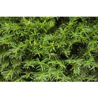 Kategorie <b>Nadelbäume u. Koniferen </b> - Taxus baccata 'Osterberg' 25-30 cm