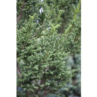 Nadelbäume u. Koniferen - Taxus baccata 'Rushmore' 40-60 cm