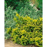 Nadelbäume u. Koniferen - Taxus baccata Washingtonii 70-80 cm