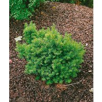 Kategorie <b>Nadelbäume u. Koniferen </b> - Taxus cuspidata 'Nana' 40-50 cm
