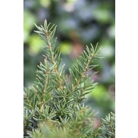 Kategorie <b>Nadelbäume u. Koniferen </b> - Taxus media 'Kazio' 70-80 cm