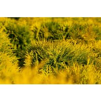 Kategorie <b>Nadelbäume u. Koniferen </b> - Thuja occidentalis 'Amber Glow' 20-25 cm
