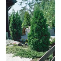 Kategorie <b>Nadelbäume u. Koniferen </b> - Thuja occidentalis 'Fastigiata' 150-175 cm