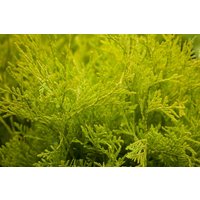 Kategorie <b>Nadelbäume u. Koniferen </b> - Thuja occidentalis 'Golden Globe' Kugel 70-80 cm