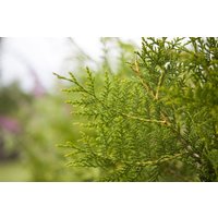 Kategorie <b>Nadelbäume u. Koniferen </b> - Thuja occidentalis 'King of Brabant' 40-60 cm