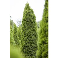 Kategorie <b>Nadelbäume u. Koniferen </b> - Thuja occidentalis 'Zmatlik' 25-30 cm