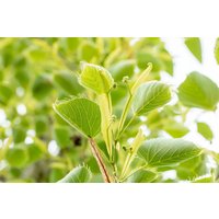 Kategorie <b>Laubbäume </b> - Tilia henryana 125 cm Stammhöhe