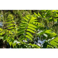 Kategorie <b>Produkt nicht gewünscht </b> - Toona sinensis 100-125 cm
