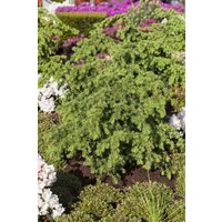 Kategorie <b>Produkt nicht gewünscht </b> - Tsuga mertensiana 40-50 cm