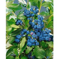 Kategorie <b>Beeren </b> - Vaccinium corymbosum Patriot 30-40 cm