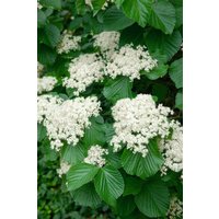 Kategorie <b>Blütensträucher und Ziergehölze </b> - Viburnum dilatatum 'Cardinal Candy' 40-60 cm
