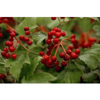 Kategorie <b>Blütensträucher und Ziergehölze </b> - Viburnum opulus 'Compactum' 80-100 cm