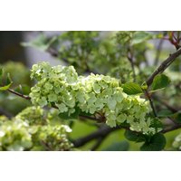 Kategorie <b>Blütensträucher und Ziergehölze </b> - Viburnum plicatum 'Rotundifolium' 60-80 cm