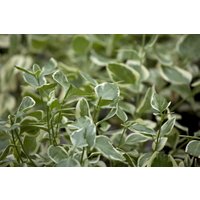 Kategorie <b>Bodendecker </b> - Vinca minor 'Ralph Shugert' ca. 9x9 cm Topf (Wuchs jahreszeitlich)