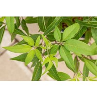 Kategorie <b>Blütensträucher und Ziergehölze </b> - Vitex agnus-castus 'Blue Diddley' 30-40 cm