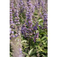 Kategorie <b>Produkt nicht gewünscht </b> - Vitex agnus-castus 'Delta Blues' 40-60 cm