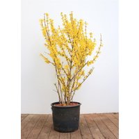 Hecken - Forsythia intermedia 'Spectabilis' 100-125 cm