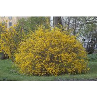 Kategorie <b>Hecken </b> - Forsythia intermedia 'Spectabilis' 150-200 cm