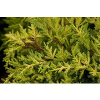 Kategorie <b>Nadelbäume u. Koniferen </b> - Juniperus media 'Goldkissen' 40-50 cm