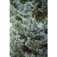 Kategorie <b>Nadelbäume u. Koniferen </b> - Juniperus chinensis 'Blaauw' 20-25 cm