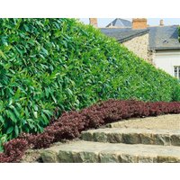 Kategorie <b>Hecken </b> - Prunus laurocerasus 'Caucasica' ca. 9x9 cm Topf 40-60 cm