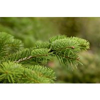 Kategorie <b>Nadelbäume u. Koniferen </b> - Abies nordmanniana 125-150 cm