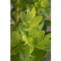 Kategorie <b>immergrüne Laubbäume </b> - Buxus microphylla 'Faulkner' 40-50 cm