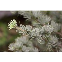 Nadelbäume u. Koniferen - Cedrus atlantica 'Glauca' 175-200 cm