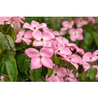 Blütensträucher und Ziergehölze - Cornus florida 'Rubra' 40-60 cm