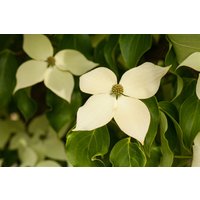 Kategorie <b>Produkt nicht gewünscht </b> - Cornus kousa chinensis 'Claudia' 60-80 cm