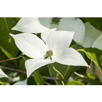 Blütensträucher und Ziergehölze - Cornus kousa 'Milky Way' 80-100 cm
