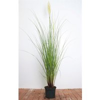 Kategorie <b>Gräser </b> - Cortaderia selloana 'Citaro' 3-5 Liter Container (Wuchs jahreszeitlich)