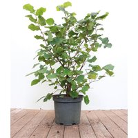 Kategorie <b>Laubbäume </b> - Corylus avellana 40-60 cm