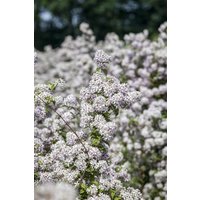 Kategorie <b>Produkt nicht gewünscht </b> - Deutzia 'Mont Rose' 60-100 cm