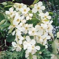 Kategorie <b>Blütensträucher und Ziergehölze </b> - Exochorda racemosa 40-60 cm