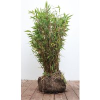 Kategorie <b>Gräser </b> - Fargesia murieliae 'Jumbo' 60-80 cm